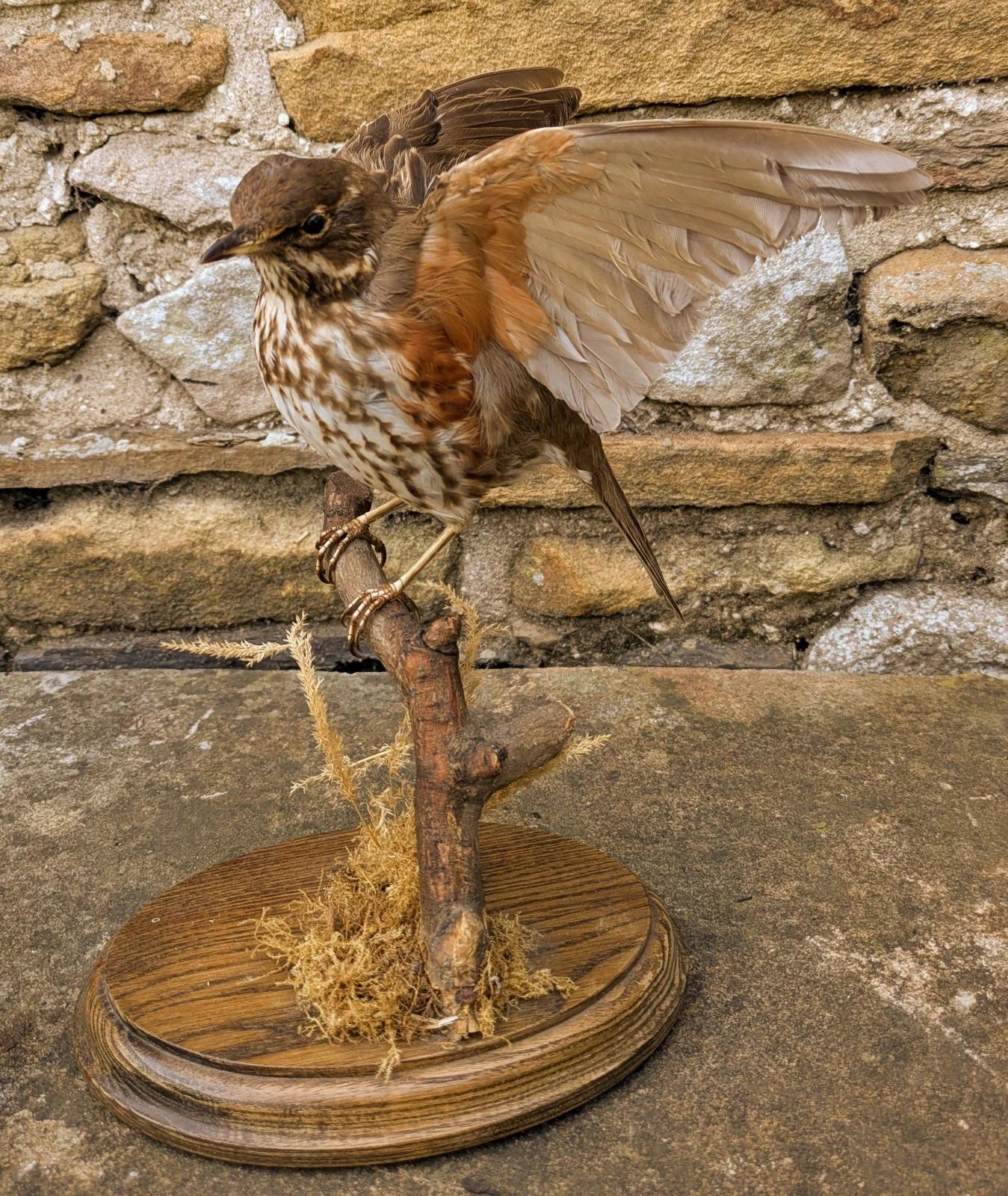 Taxidermy Redwing (1 of 8)