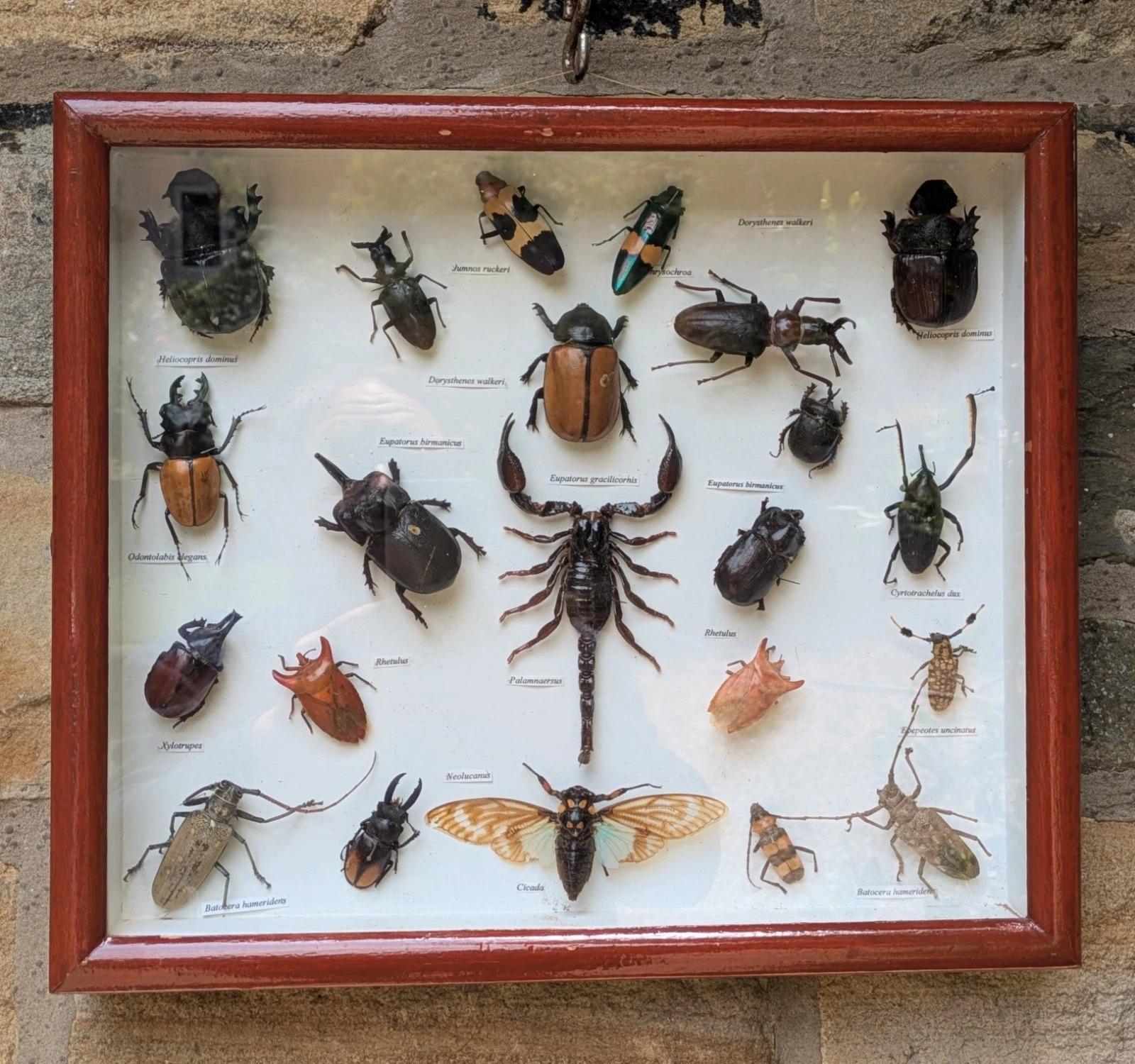 Case of Beetle Specimen Entomology (1 of 9)
