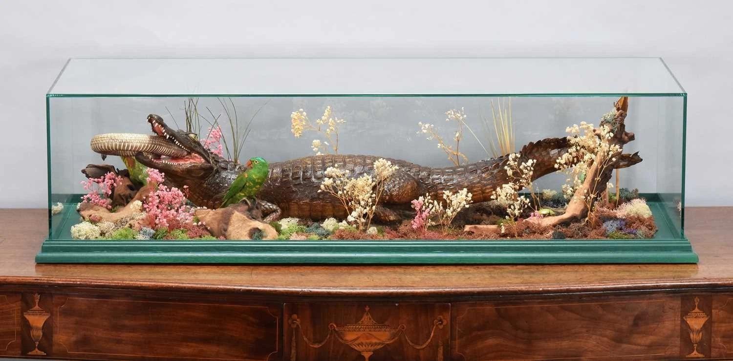 Superb Victorian Crocodile Cased Specimen (1 of 8)