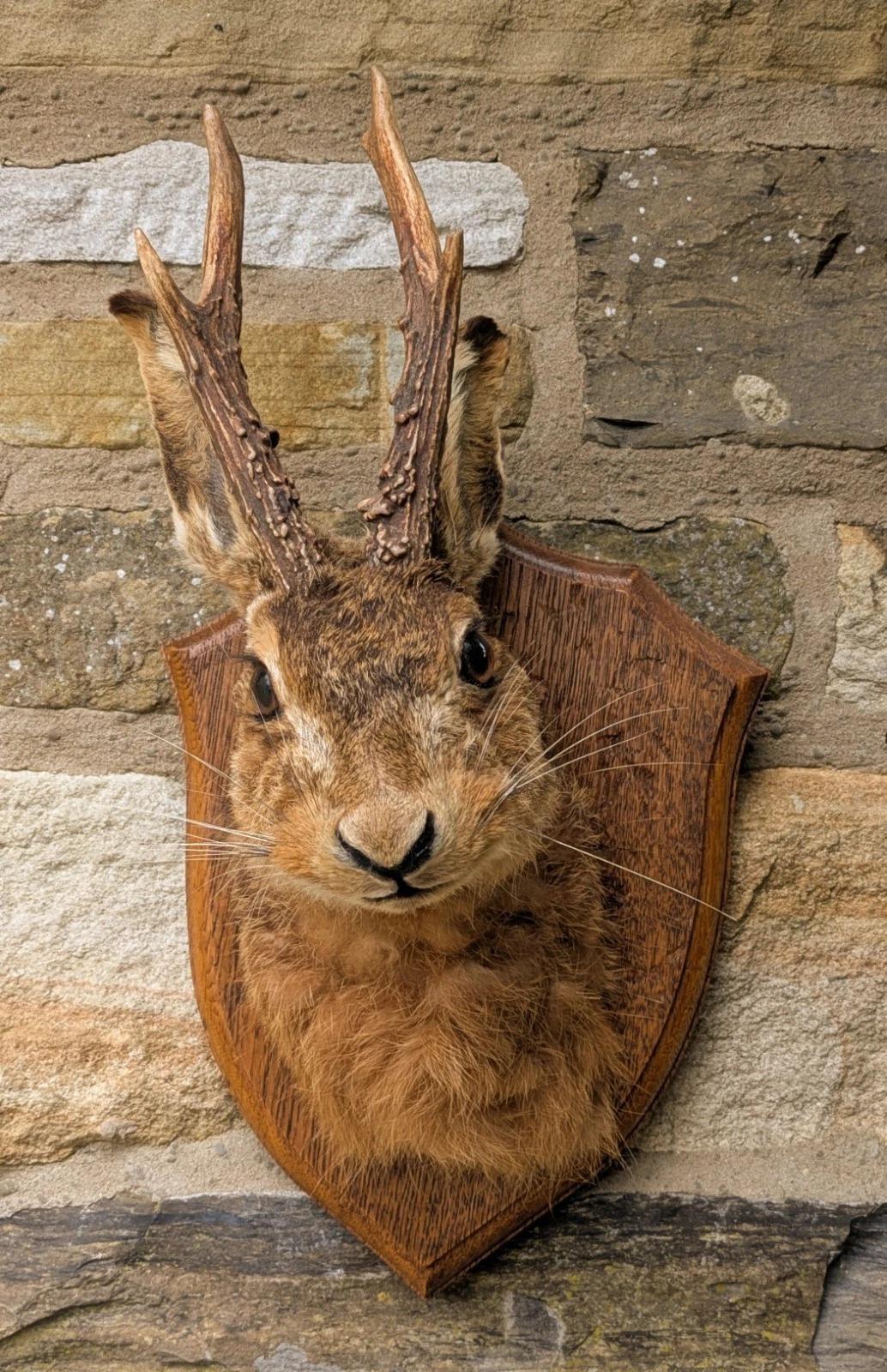 Taxidermy Mount Jacalope Hare (Lupus Timidus) (1 of 7) Taxidermy Mount Jacalope Hare (Lupus Timidus) (1 of 7)