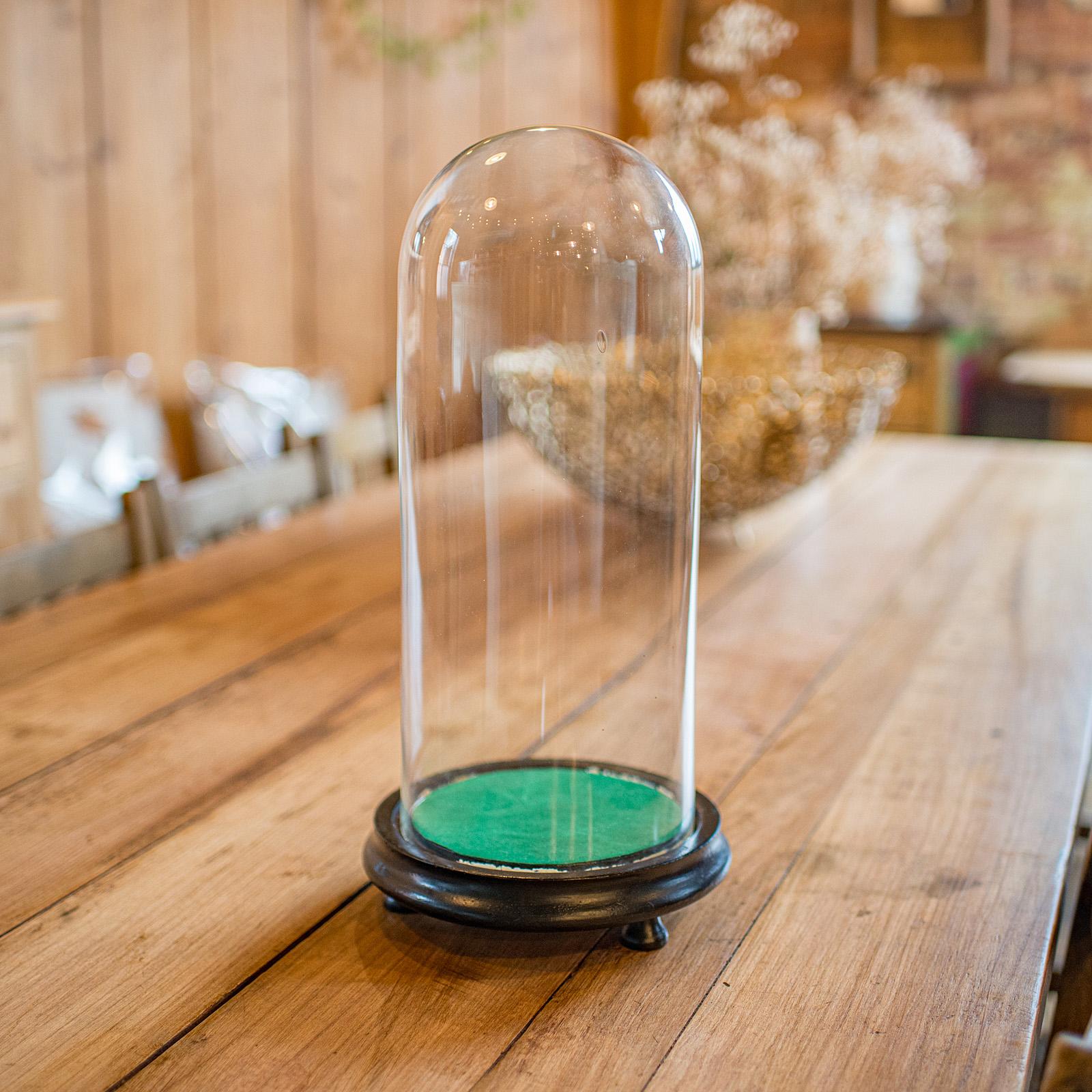 Antique Collector's Dome, English, Glass, Taxidermy, Botany, Showcase - Edwardian (1 of 9)