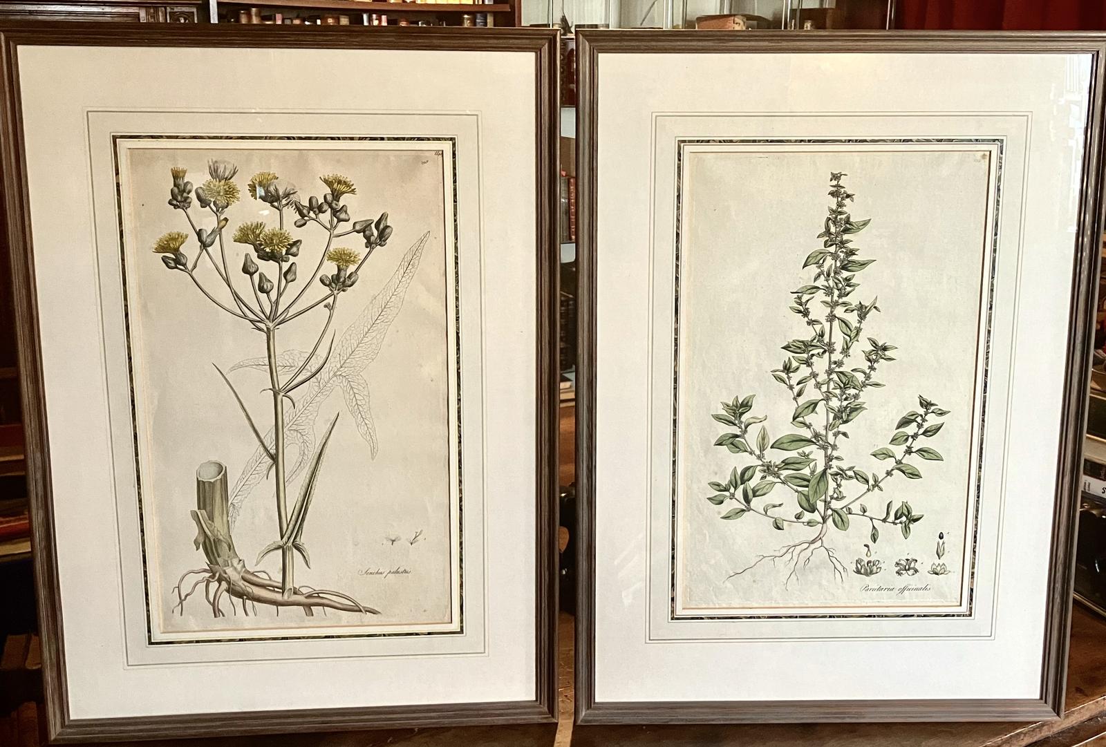 1777 Large Pair of Botanical Engravings by William Curtis From Flora of London (1 of 4)