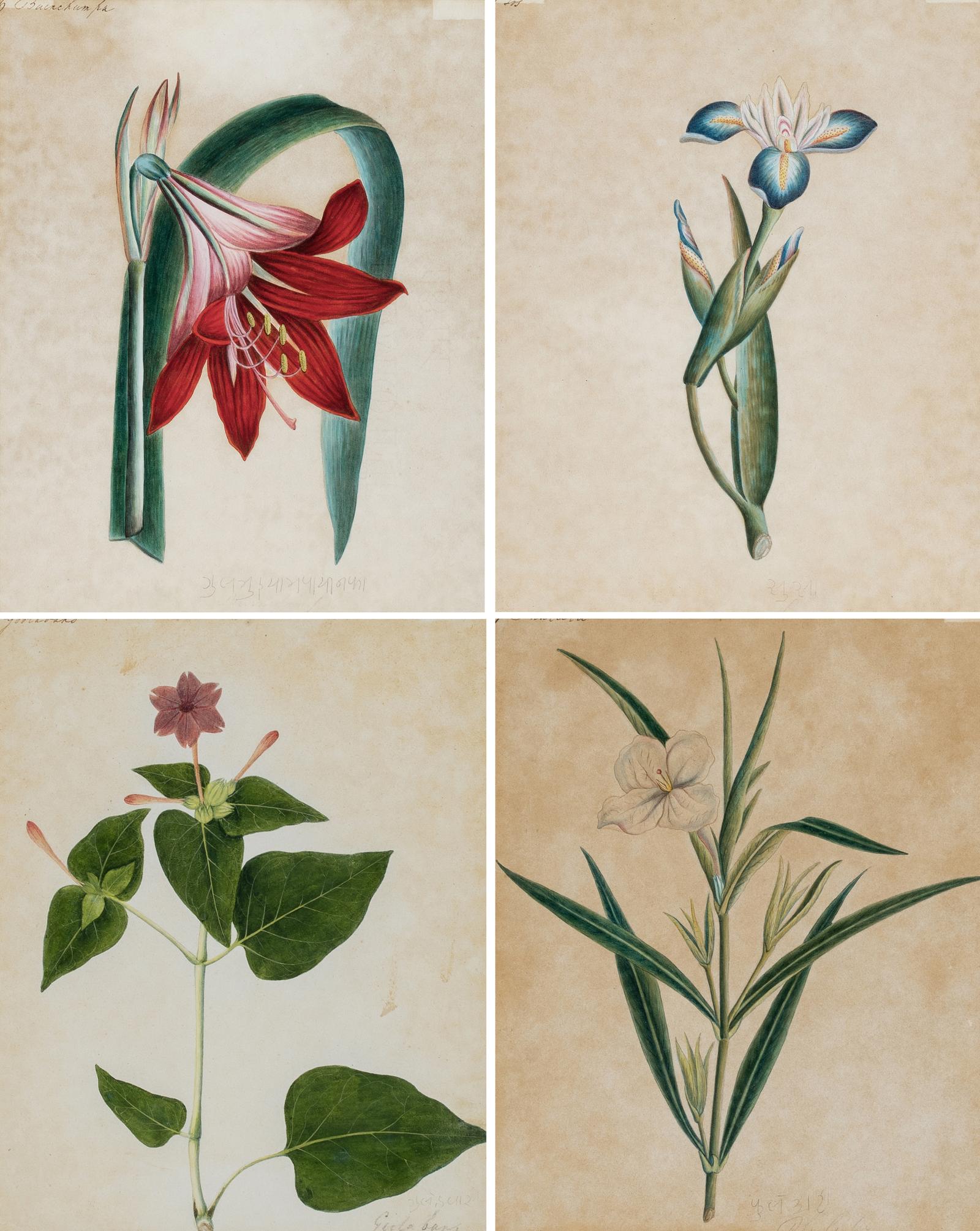 Company School Early 19th Century Four Studies of Indian Plants (1 of 5) Company School Early 19th Century Four Studies of Indian Plants (1 of 5)