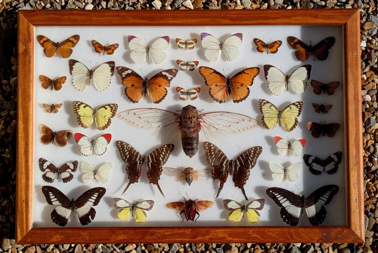 Cased Collection Tropical Butterflies and Insects No 2 (1 of 4)