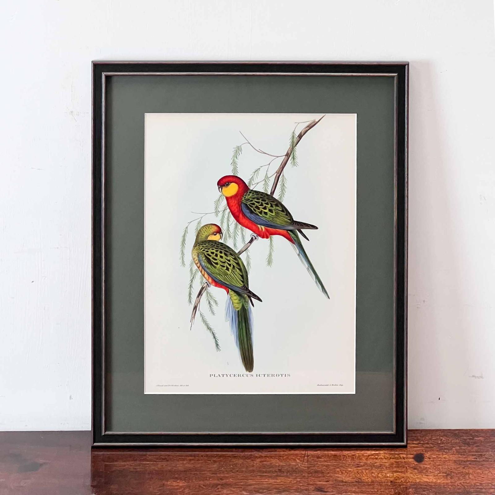 John Gould 'Platycercus Icterotis' Print (1 of 8)
