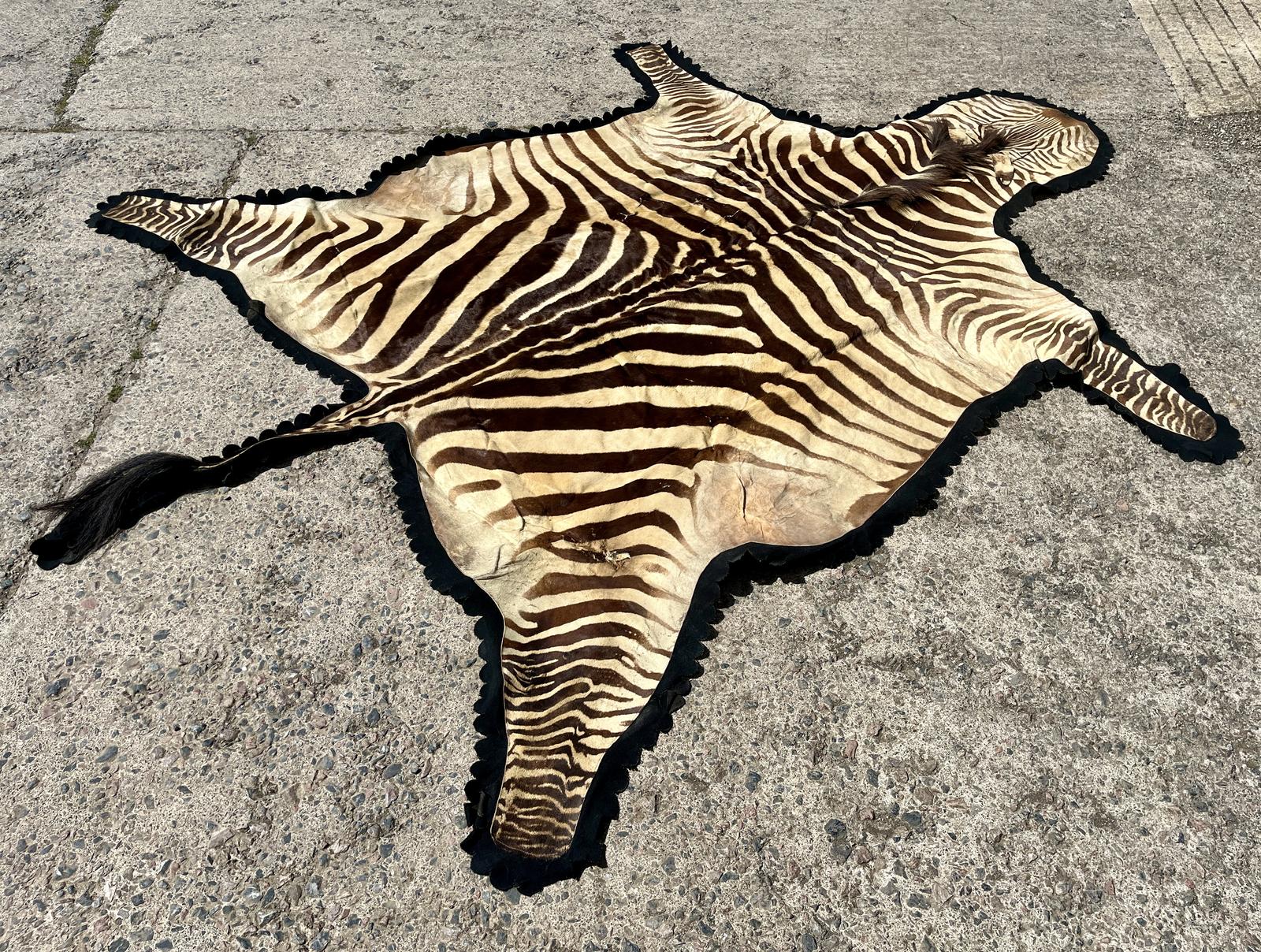 Taxidermy Zebra Skin Rug (1 of 15) Taxidermy Zebra Skin Rug (1 of 15)