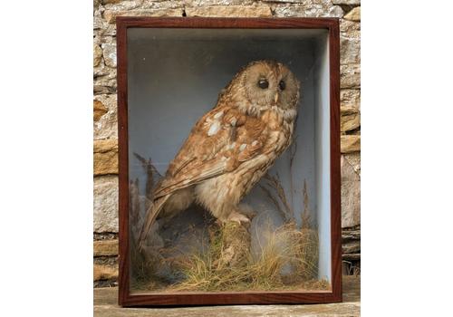 Cased Taxidermy Tawny Owl Full Mount (Strix Aluco) (1 of 4)