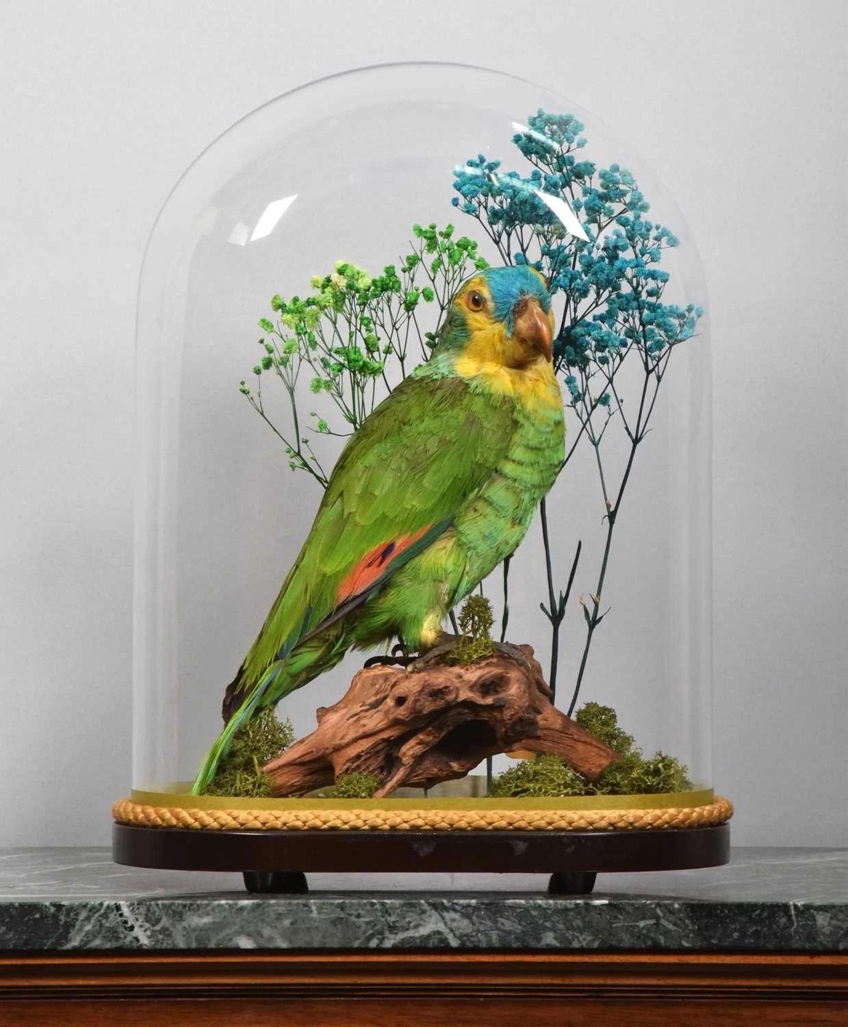 Victorian Blue Fronted Parrot Under Glass Dome (1 of 4)