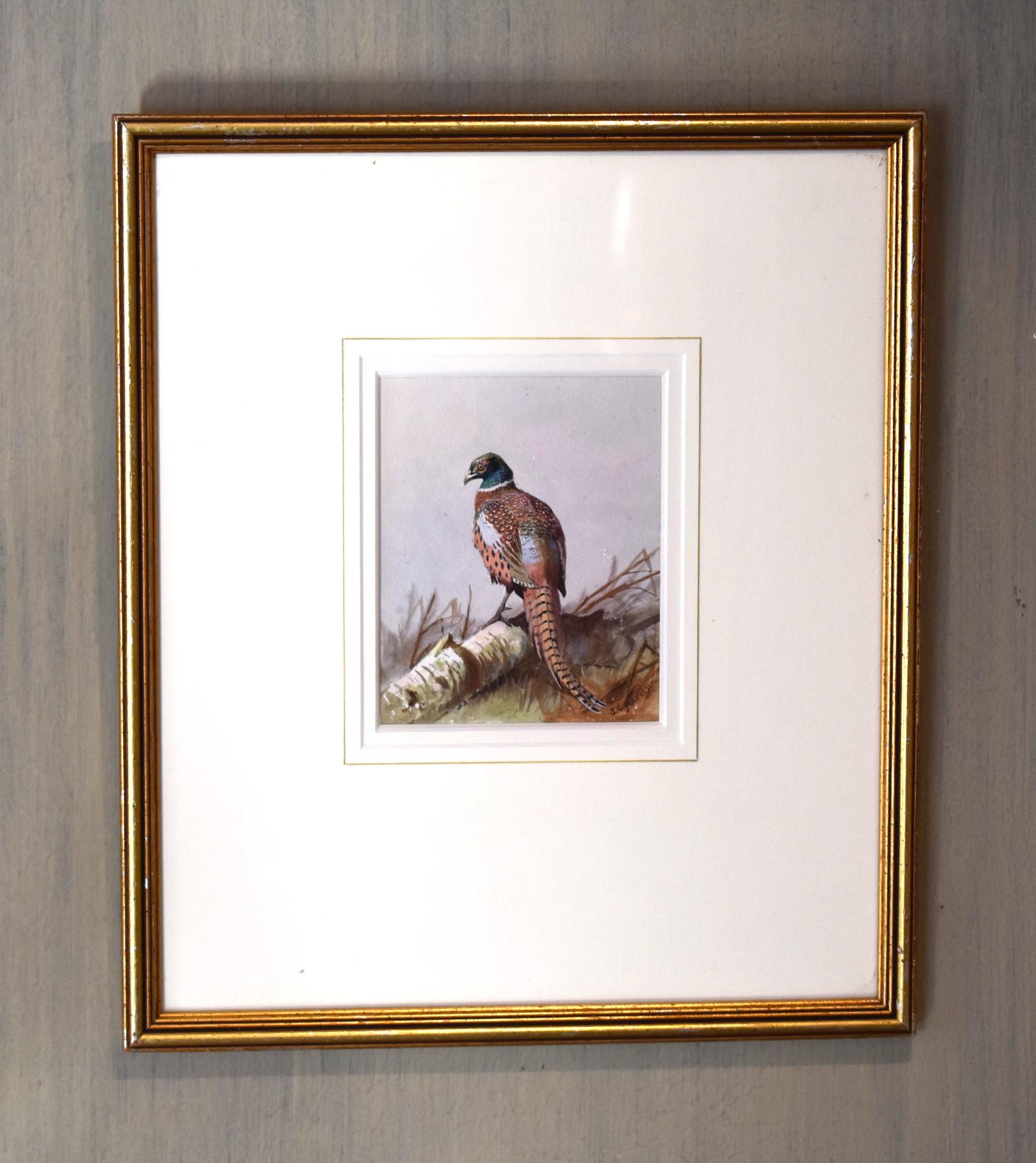 Pheasant Watercolour by John Cyril Harrison (1 of 5)