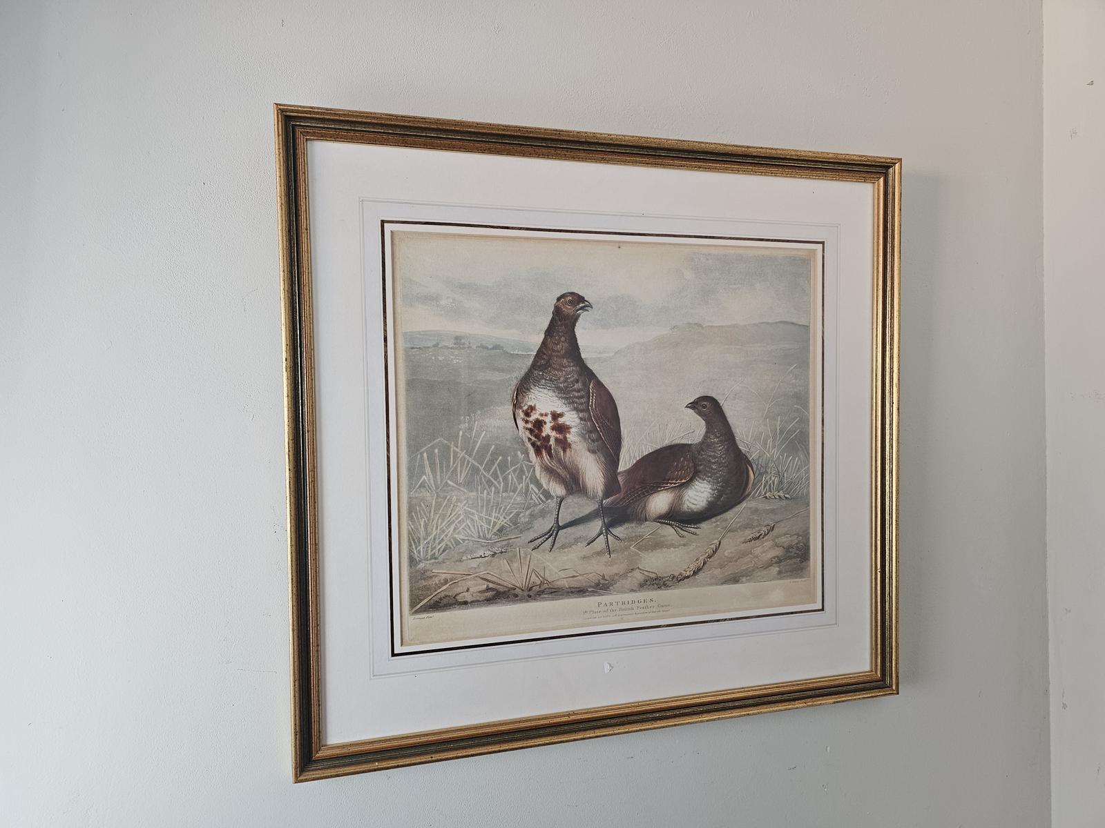 19th Century Engraving of Partridges (1 of 6)