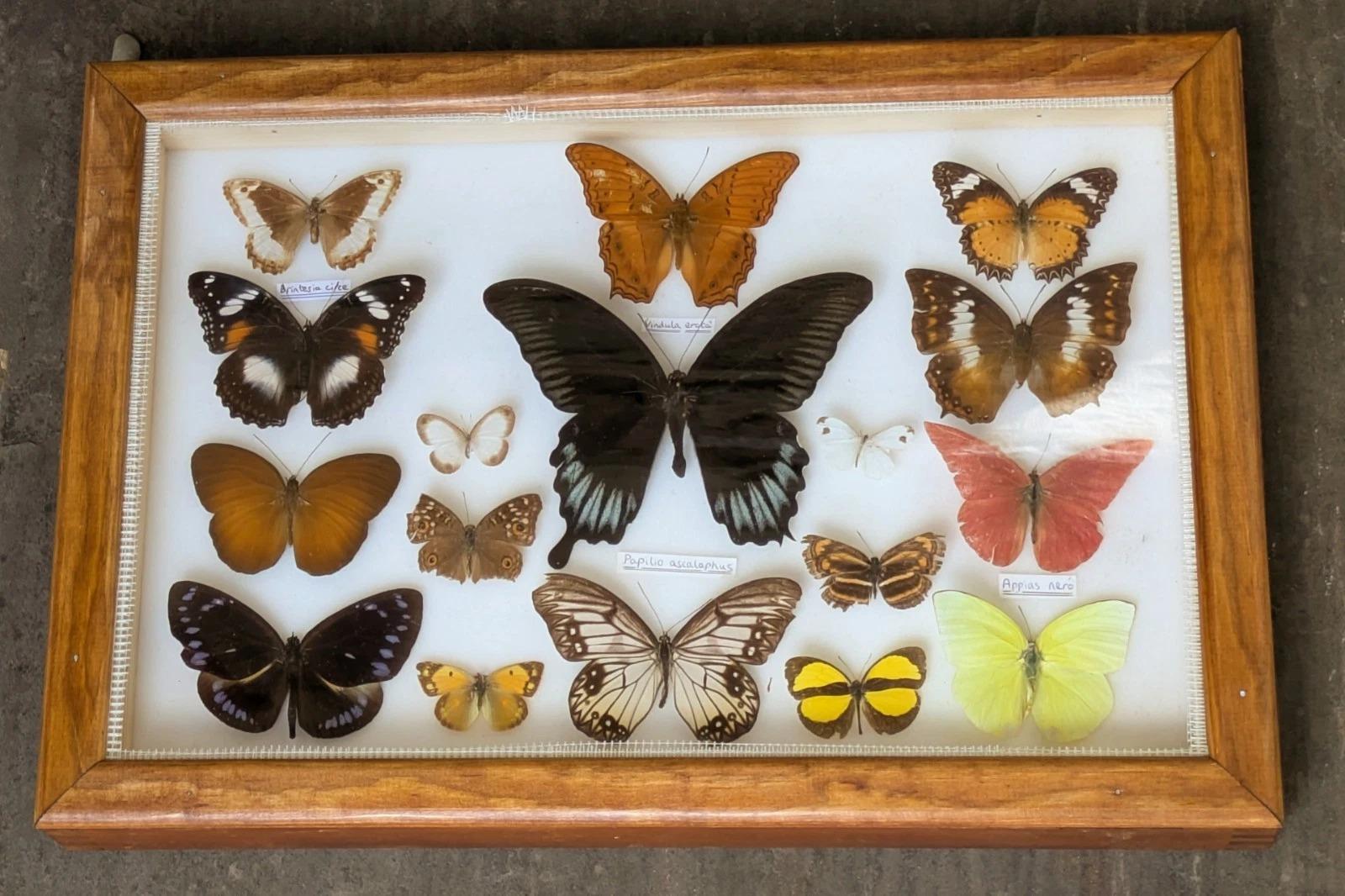 Colourful Tropical Butterfly Specimens in Display Case (No 1) (1 of 6)