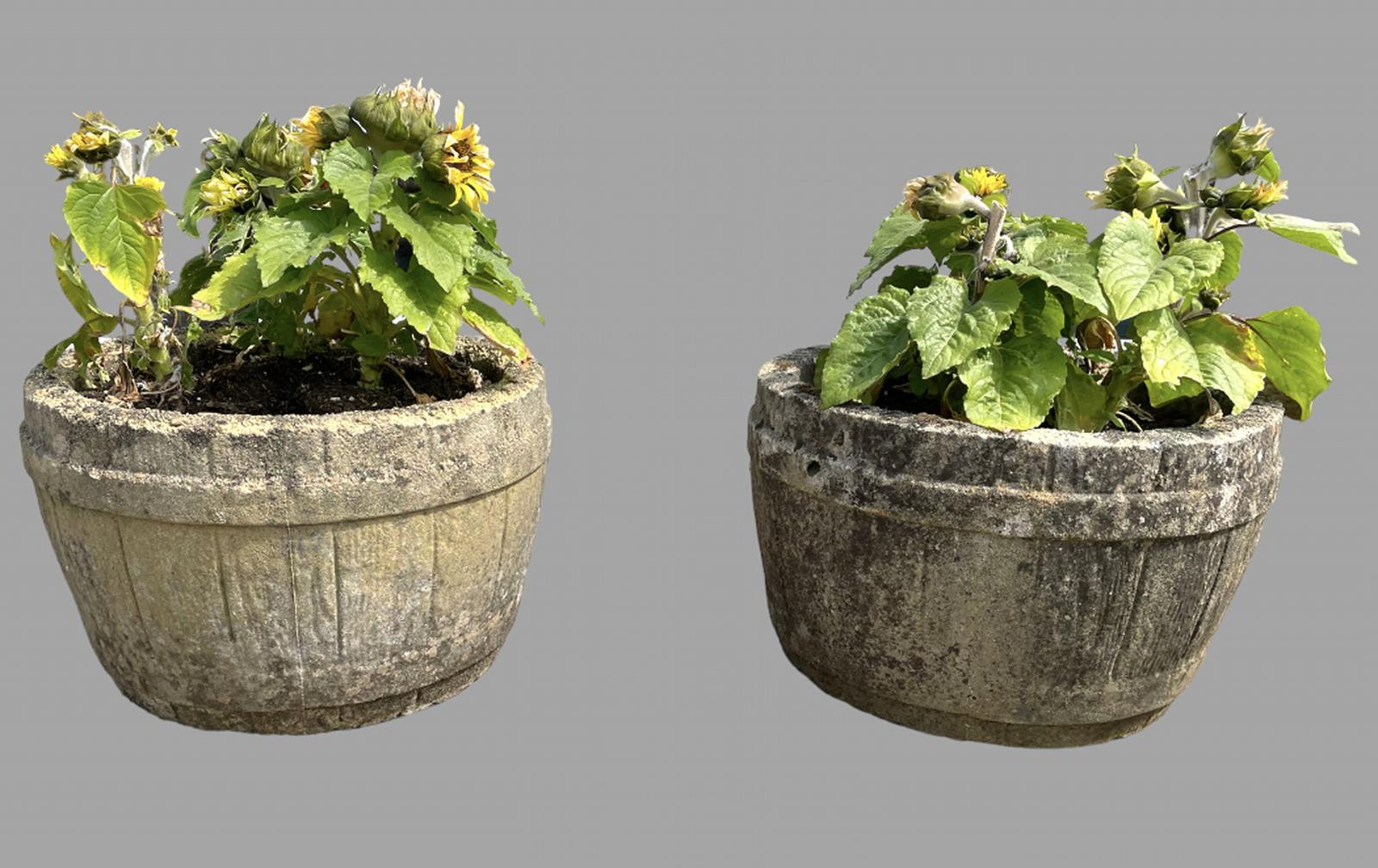 Pair of Garden Barrel Planters c.1950 (1 of 4)