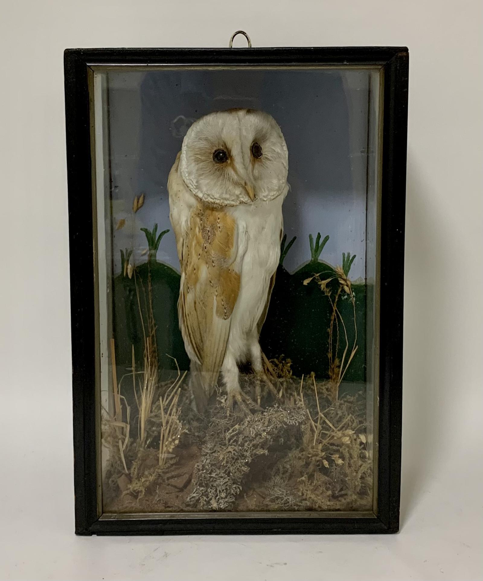 Antique Victorian Taxidermy Barn Owl in Glass Case (1 of 12) Antique Victorian Taxidermy Barn Owl in Glass Case (1 of 12)