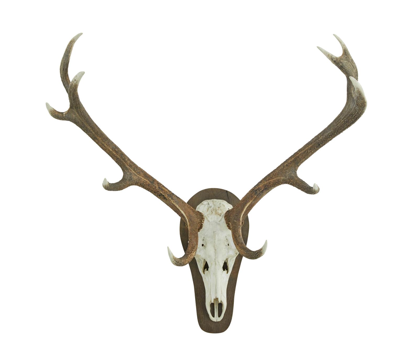 Decorative Pair of Wall Mount Antlers (1 of 6)