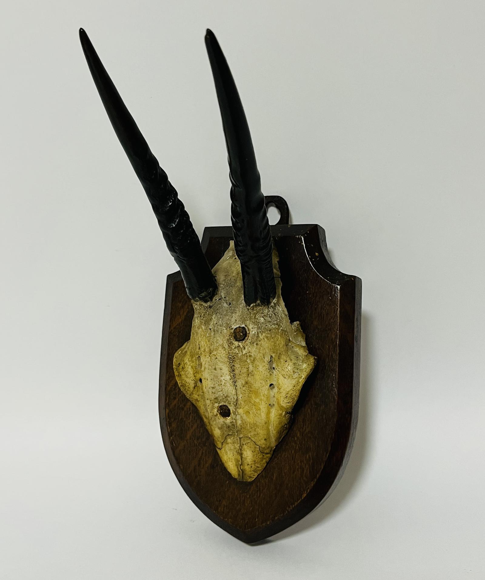 African Duiker Horns 1938 (1 of 8) African Duiker Horns 1938 (1 of 8)
