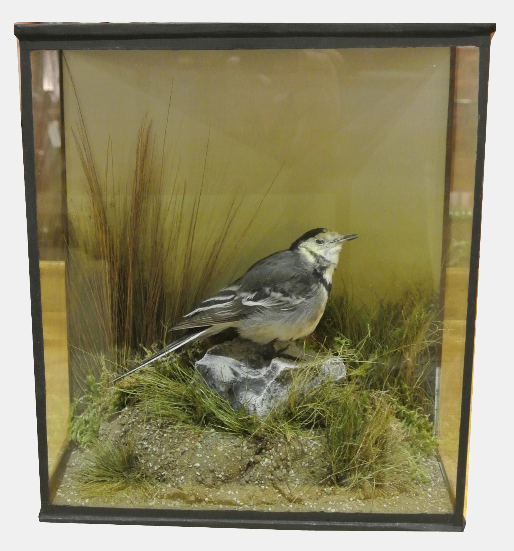 Taxidermy Wagtail (1 of 1) Taxidermy Wagtail (1 of 1)