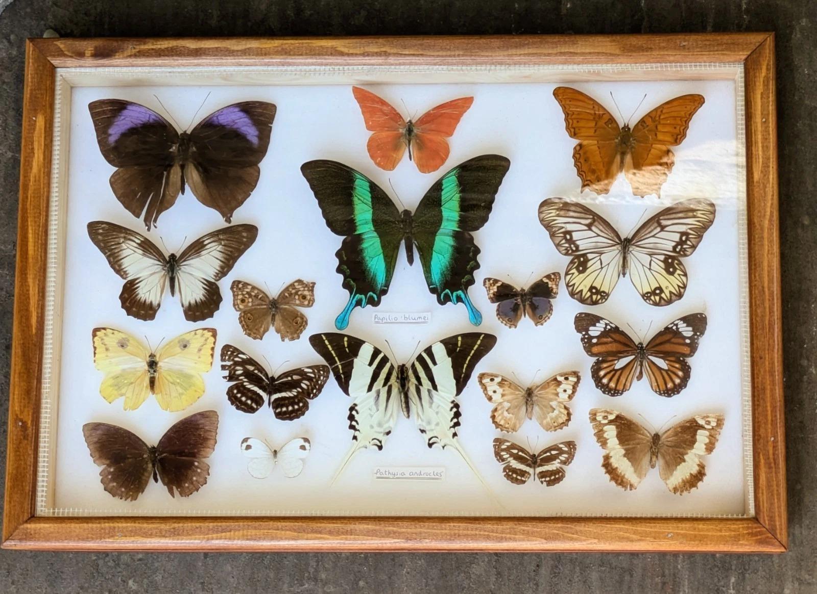 Colourful Tropical Butterfly Specimens in Display Case (1 of 8)