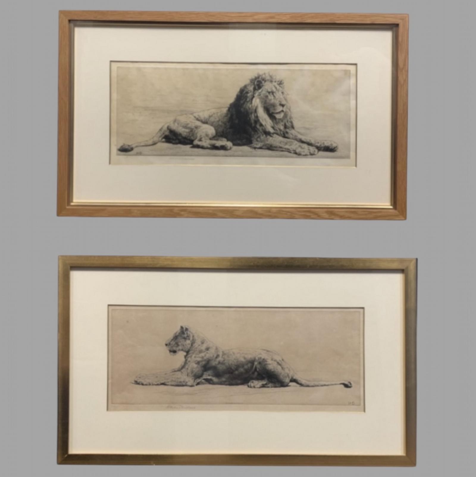 Herbert Dicksee Fabulous Pair of Etching's Lion & Lioness (1 of 5) Herbert Dicksee Fabulous Pair of Etching's Lion & Lioness (1 of 5)
