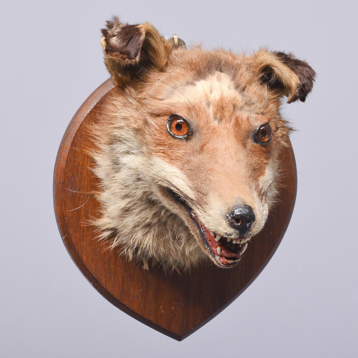 Mounted Fox Head (1 of 4)