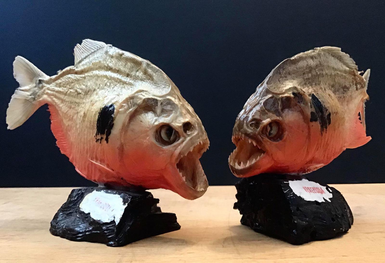 Pair of Mounted Red Bellied Piranha from Venezuela (1 of 4) Pair of Mounted Red Bellied Piranha from Venezuela (1 of 4)