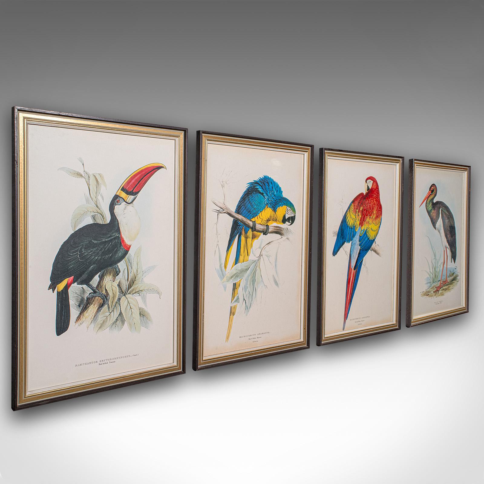 4 Antique Exotic Bird Prints, English, Framed Art, Avian Pictures, Edwardian (1 of 12)