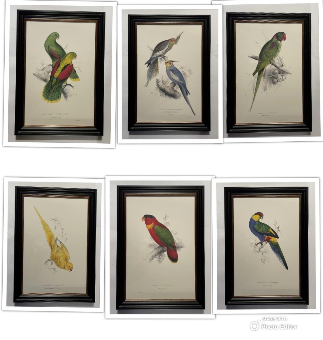Edward Lear - Superb Set of Six Hand Coloured Lithographs of Parrots (h) (1 of 7) Edward Lear - Superb Set of Six Hand Coloured Lithographs of Parrots (h) (1 of 7)