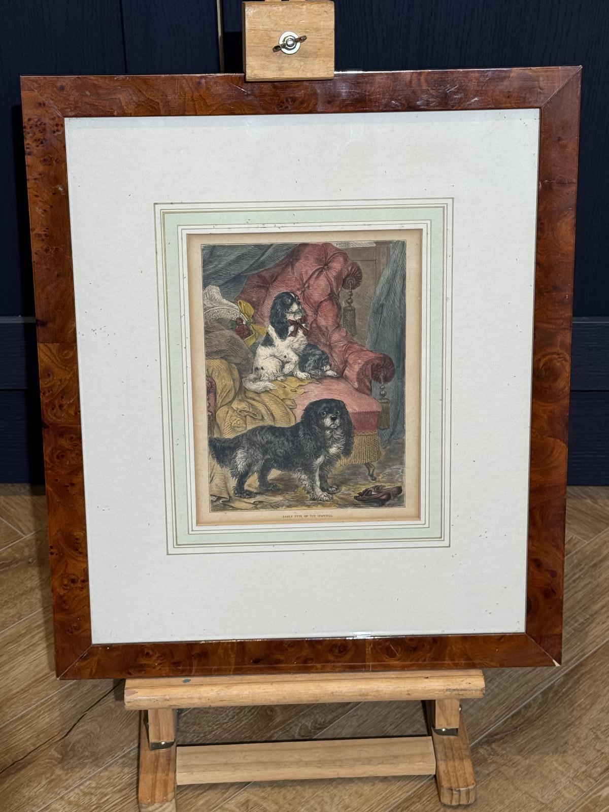 19th Century Engraving "Early Type of Toy Spaniels" (1 of 5)