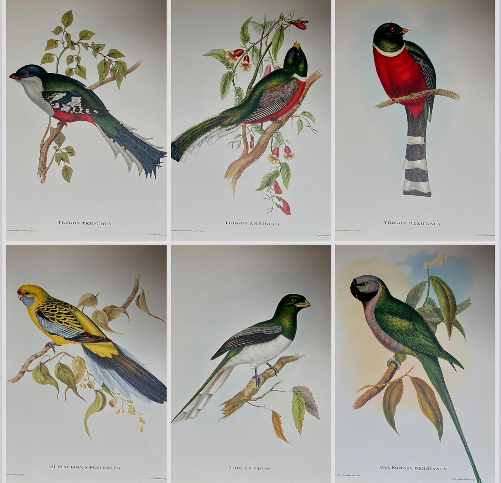 A Fabulous Set of Six Unframed Gould Tropical Bird Prints (A) (1 of 7)