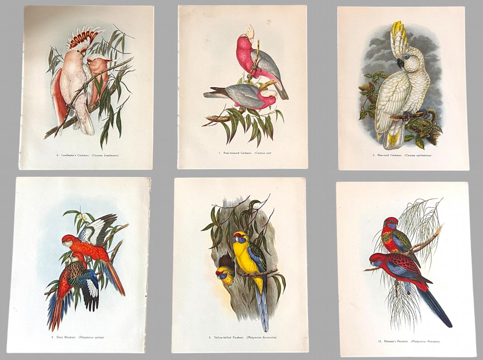 A Fabulous Set of Six Tropical Bird Plates by John Gould 1948 (1) (1 of 7) A Fabulous Set of Six Tropical Bird Plates by John Gould 1948 (1) (1 of 7)