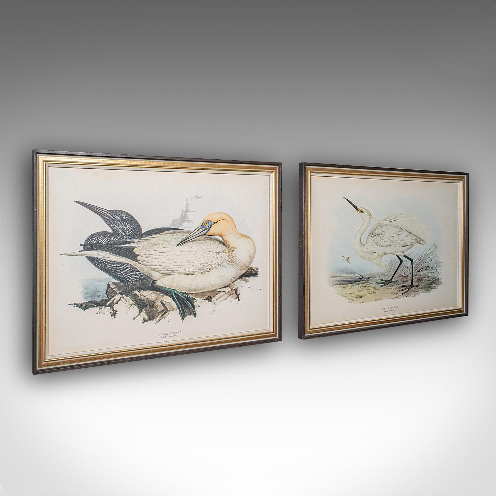 Pair Of Antique Bird Prints, English, Framed, Art, Picture, Nature, Edwardian (1 of 12)