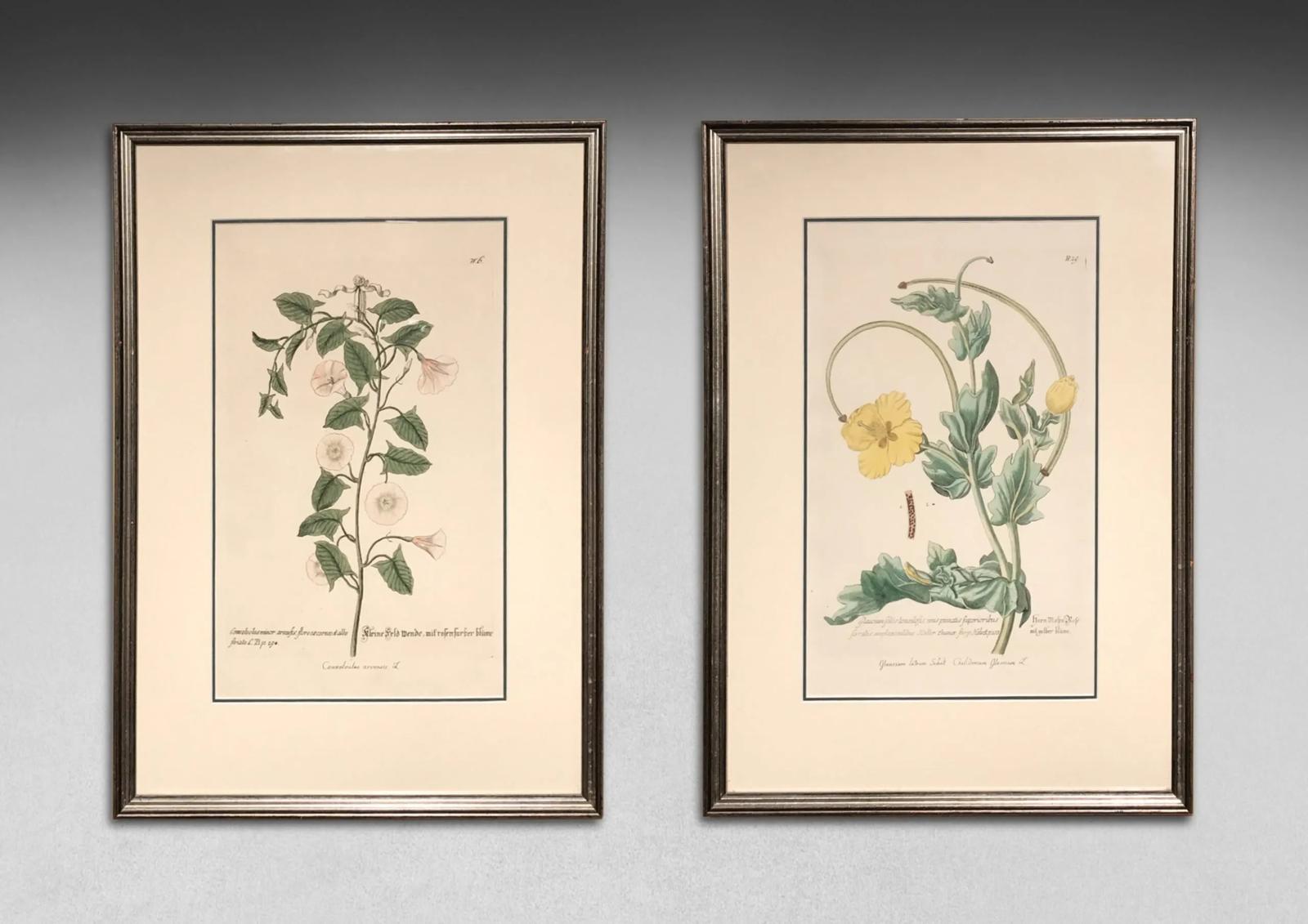 Pair of Hand-coloured Botanical Engravings by Georg Wolfgang Knorr (1 of 3)