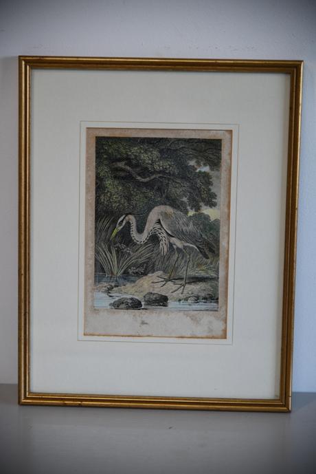Antique Hand Coloured Engraving - Heron (1 of 9) Antique Hand Coloured Engraving - Heron (1 of 9)