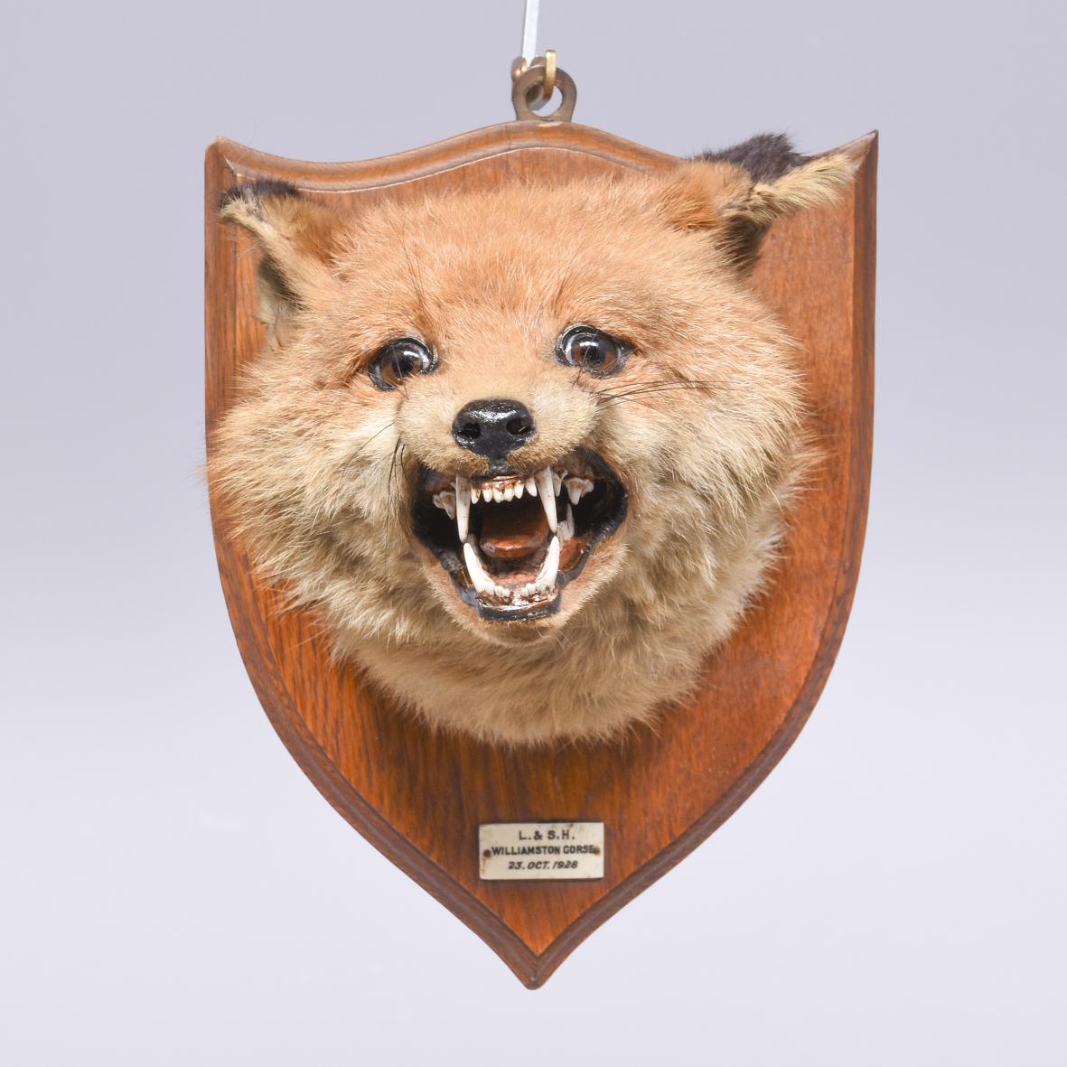 Mounted Fox Head (1 of 5)