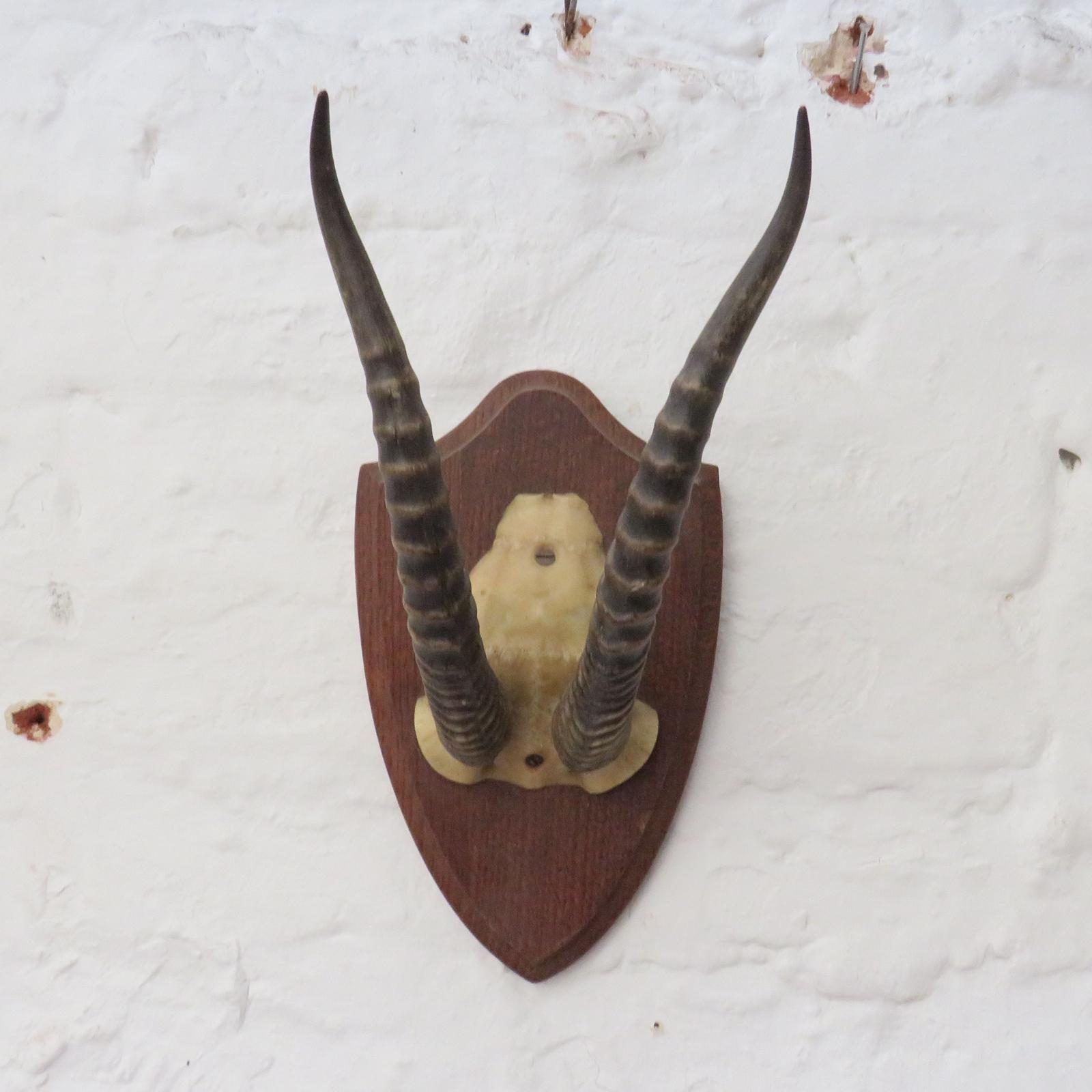 Taxidermy Mounted Antelope Antlers (1 of 6)