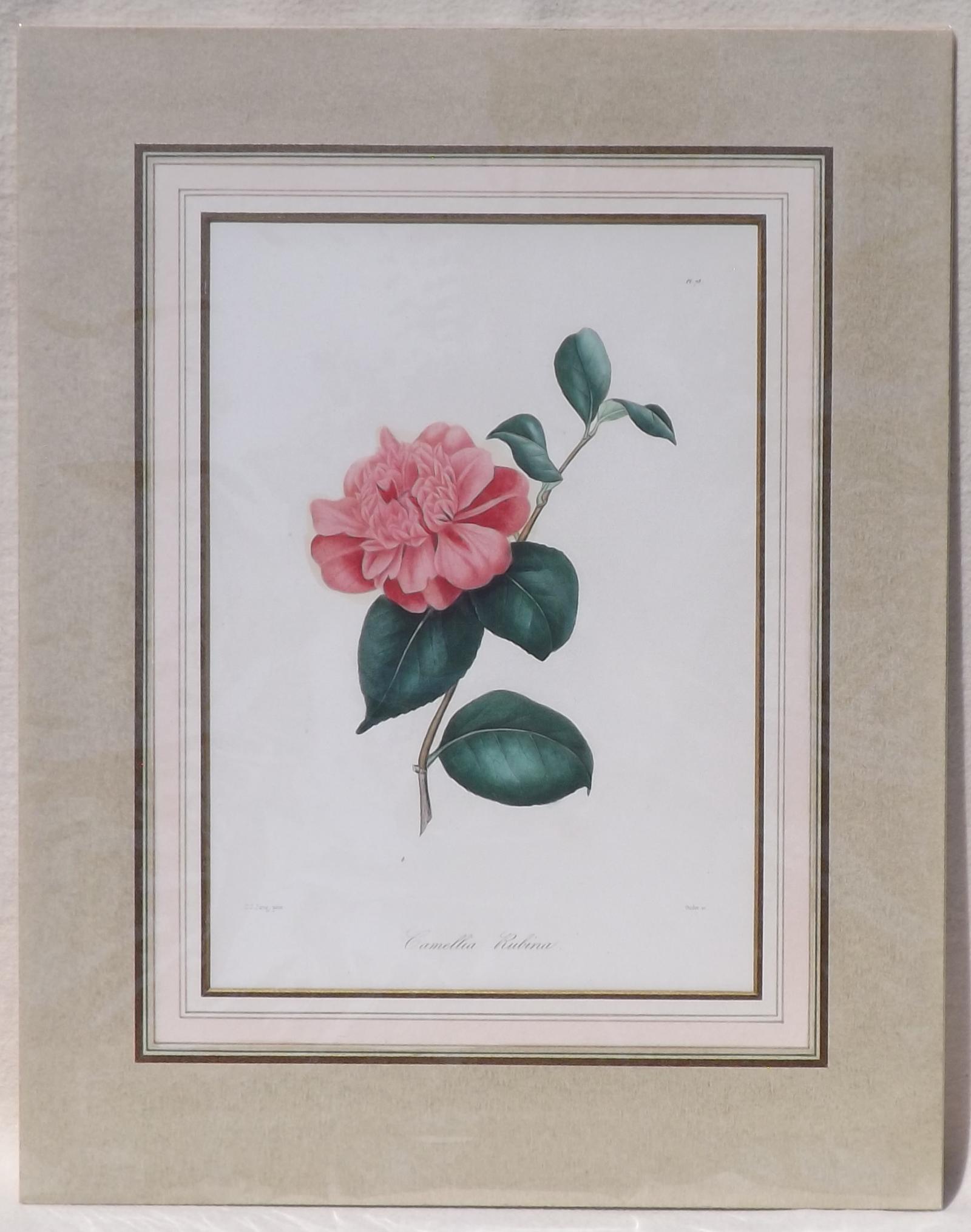 Colour Prints of Camelias with Hand Colour Touches (1 of 3) Colour Prints of Camelias with Hand Colour Touches (1 of 3)