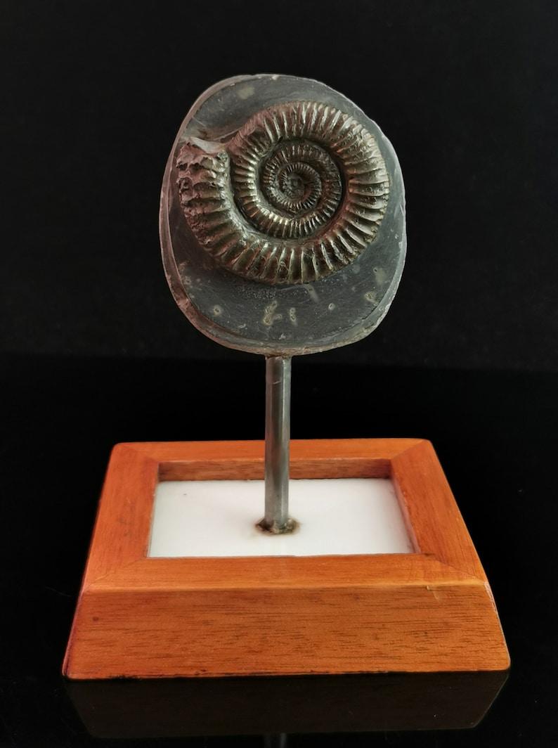 Antique Mounted Ammomite Fossil, Jurassic Period (1 of 10) Antique Mounted Ammomite Fossil, Jurassic Period (1 of 10)
