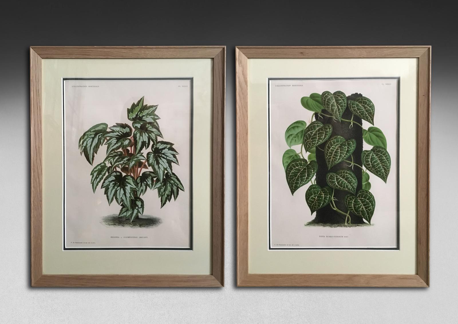 Pair of Foliage Botanical Engravings from L’illustration Horticole (1 of 6)
