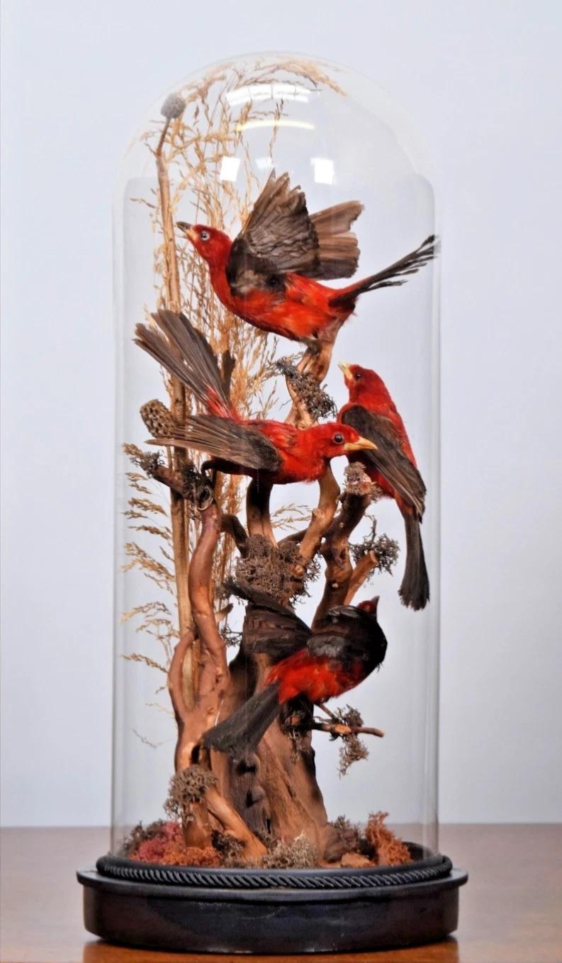Red Brazilian Tanagers in Glass Dome (Ramphocelus Bresilius) Circa 1880-1899 (1 of 4)