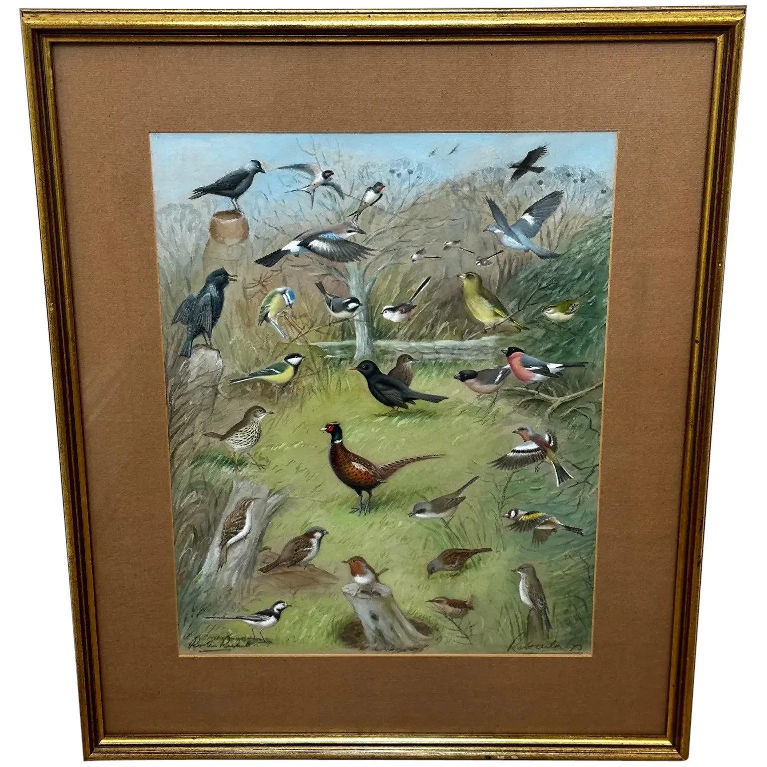 Ornithology Watercolour Robin Jack Daw Thrush Swallow Bullfinch Large Flock Birds Gathered (1 of 42)