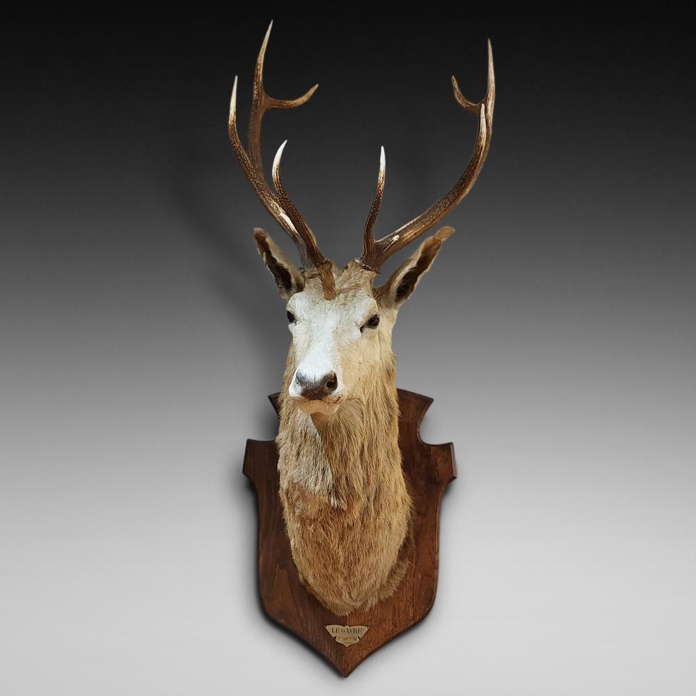 Taxidermy 10 Point Stags Head 1896 - 6231 / LA451903 | LoveAntiques.com