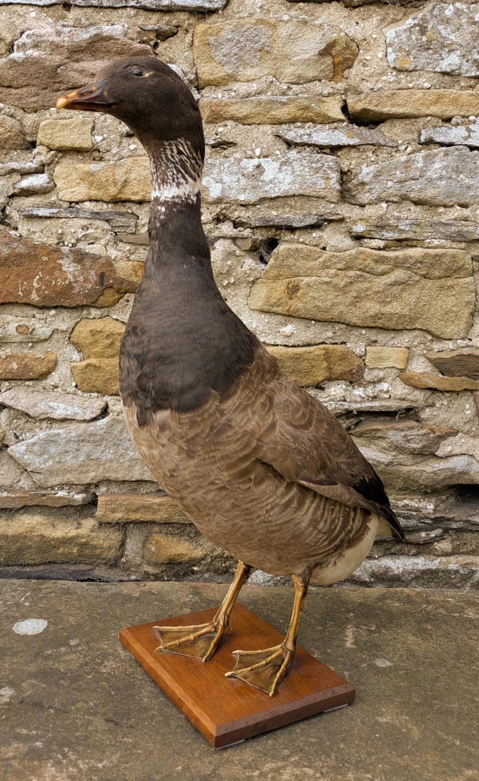 Taxidermy Goose (Anserinae) (1 of 6)