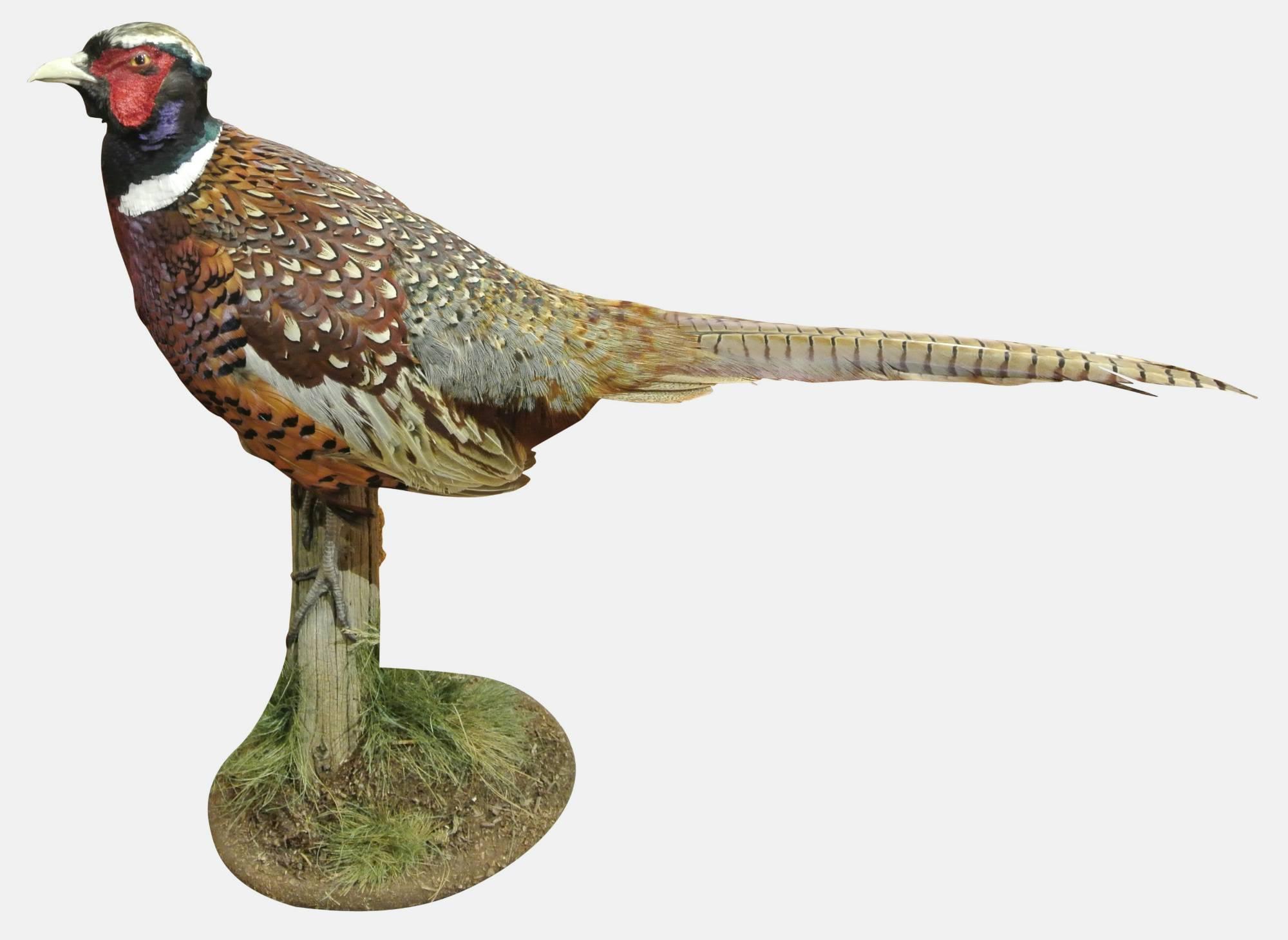 Taxidermy Blue Back Pheasant (1 of 1) Taxidermy Blue Back Pheasant (1 of 1)