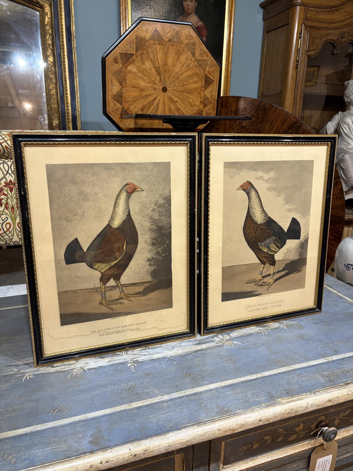 Pair of 19th Century Coloured Prints of Cockerels (1 of 5) Pair of 19th Century Coloured Prints of Cockerels (1 of 5)