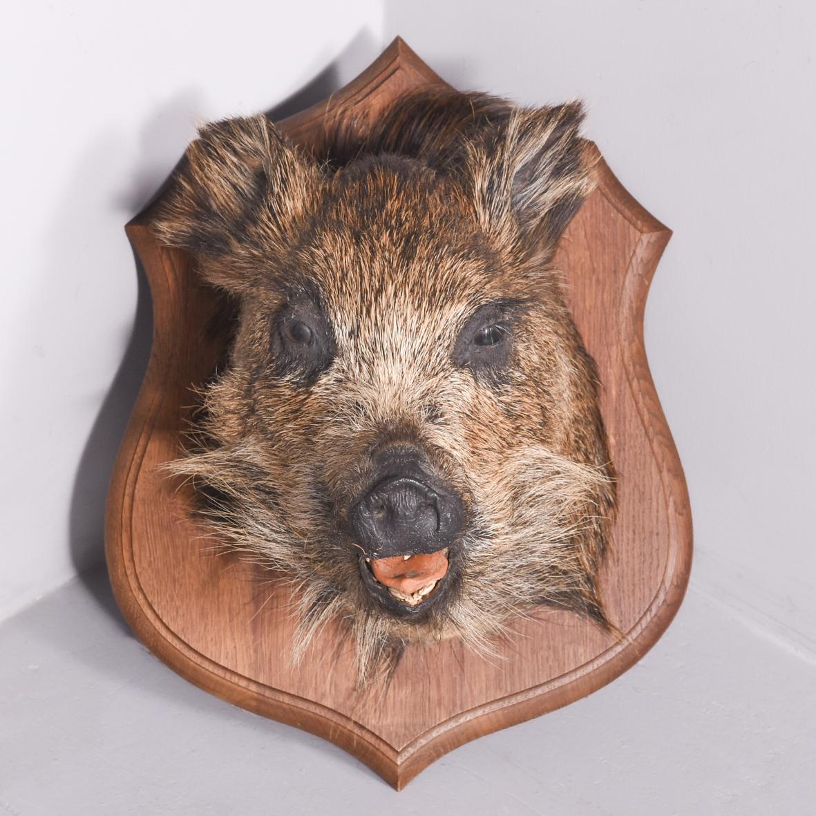 Taxidermy Mounted Boar’s Head on Oak Shield (1 of 5)