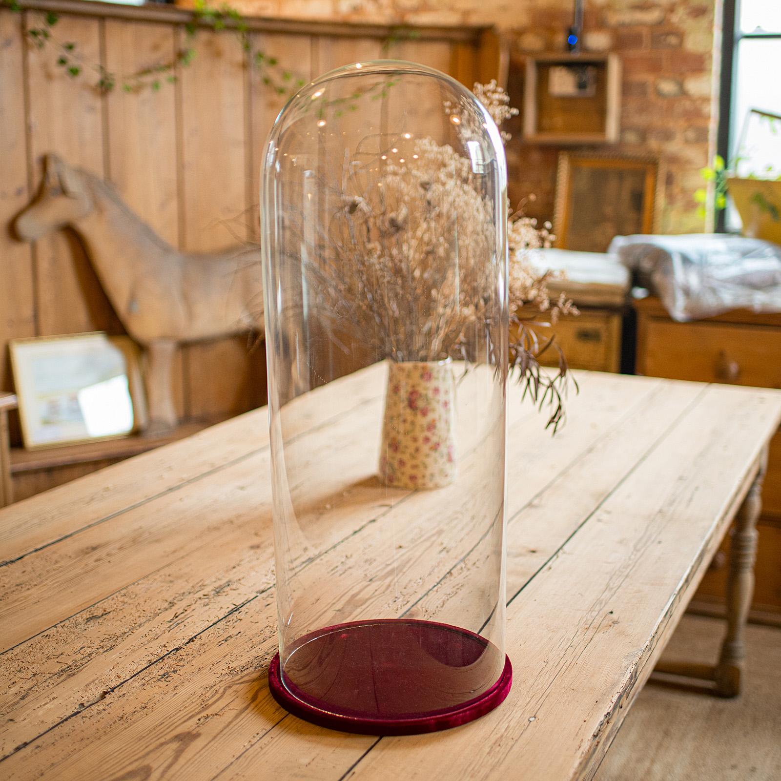 Large Antique Display Dome, Edwardian, Glass, Showcase, Taxidermy c.1910 (1 of 11)