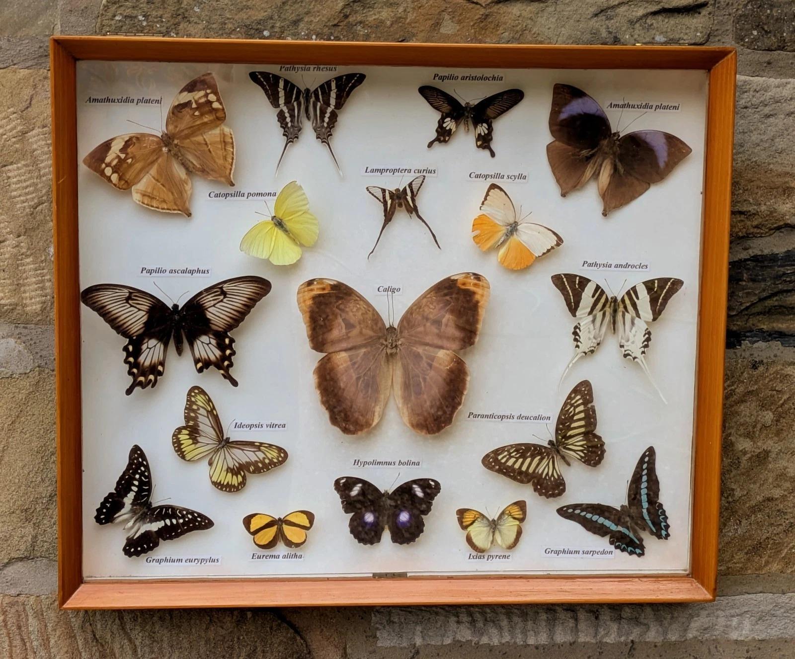 Antique Display Tropical Butterflies Cased (1 of 7)