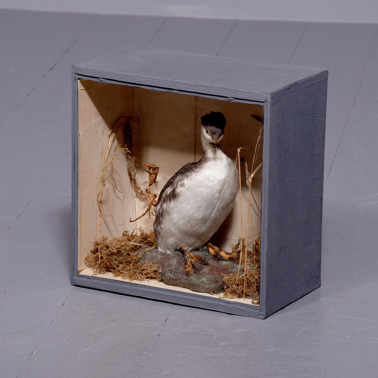 Victorian Taxidermy of a Single Sea Bird Sitting on a Naturalistic Plinth (1 of 5) Victorian Taxidermy of a Single Sea Bird Sitting on a Naturalistic Plinth (1 of 5)