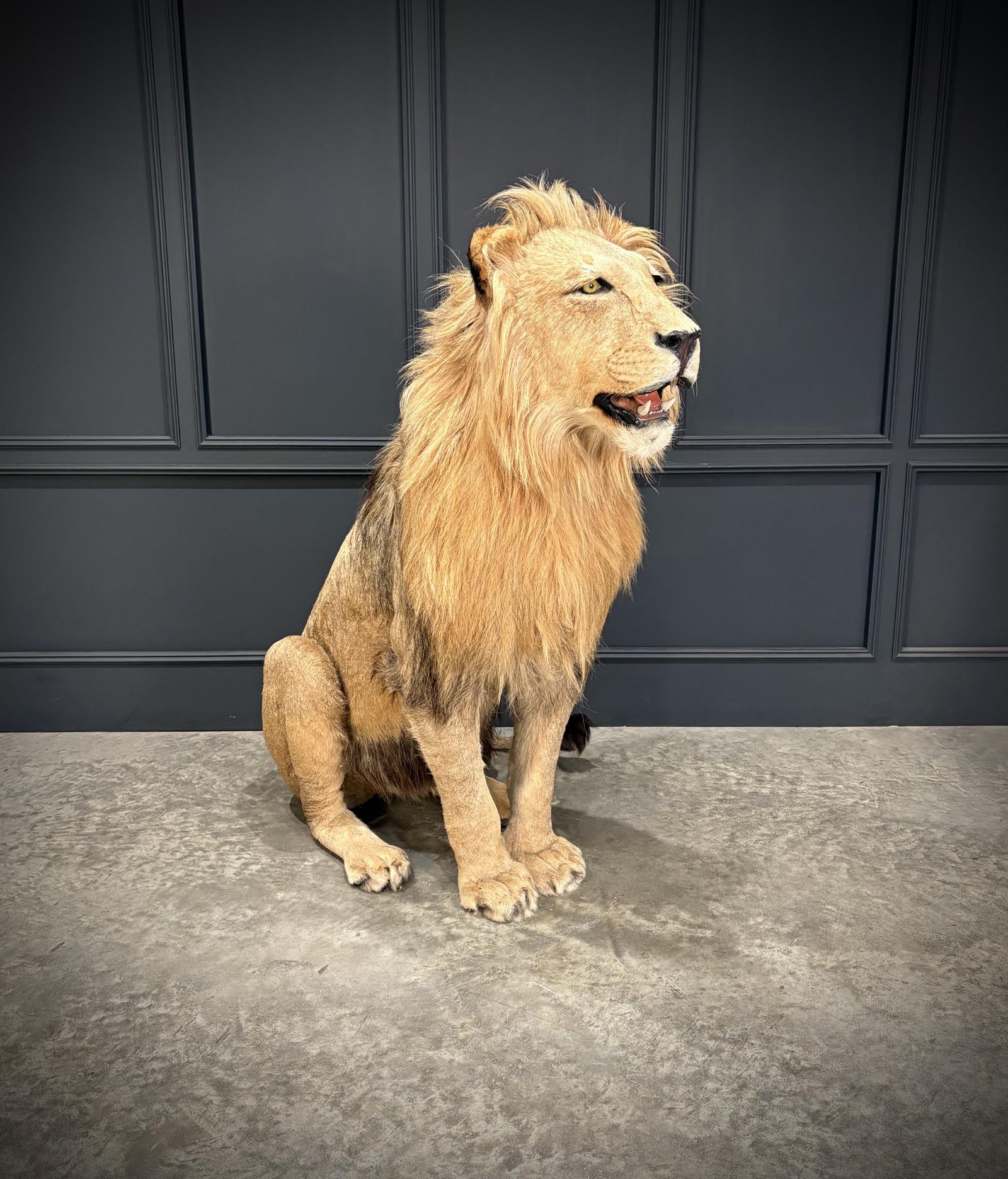 Full Mount Taxidermy Lion (1 of 6)