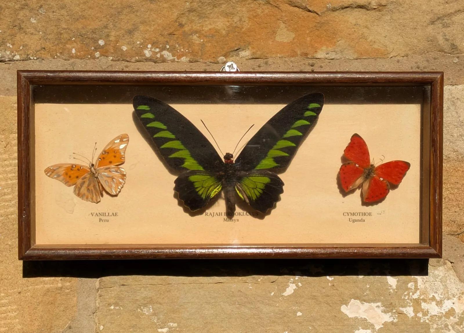 Antique Butterfly Display Mahogany Case (1 of 6)
