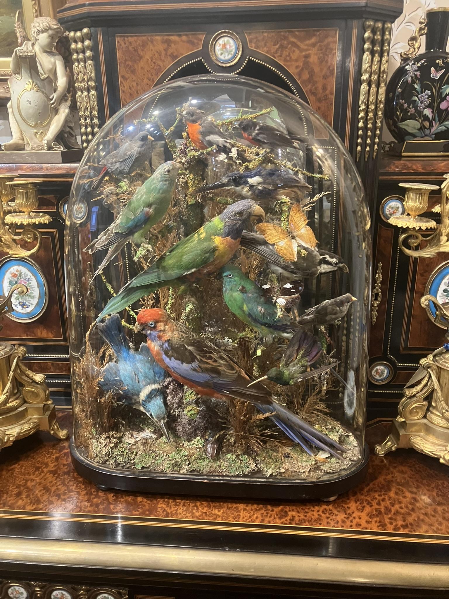 Victorian Taxidermy Bird Display (1 of 1)